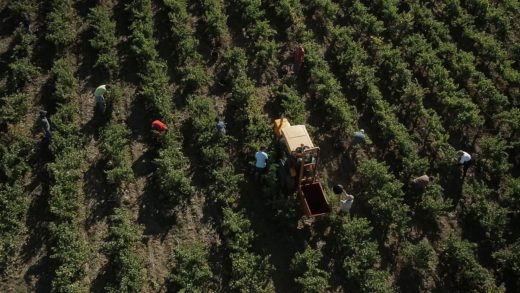 VENDANGES