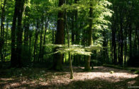 LE TEMPS DES FORÊTS