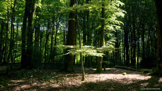 LE TEMPS DES FORÊTS