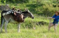 ANTOINETTE DANS LES CEVENNES